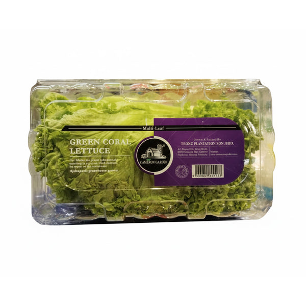 Cameron Garden Green Coral Lettuce (Malaysia) 250g