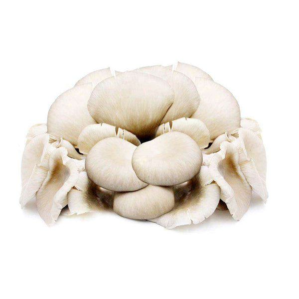 Oyster Mushroom (Malaysia) 200g (highest price)
