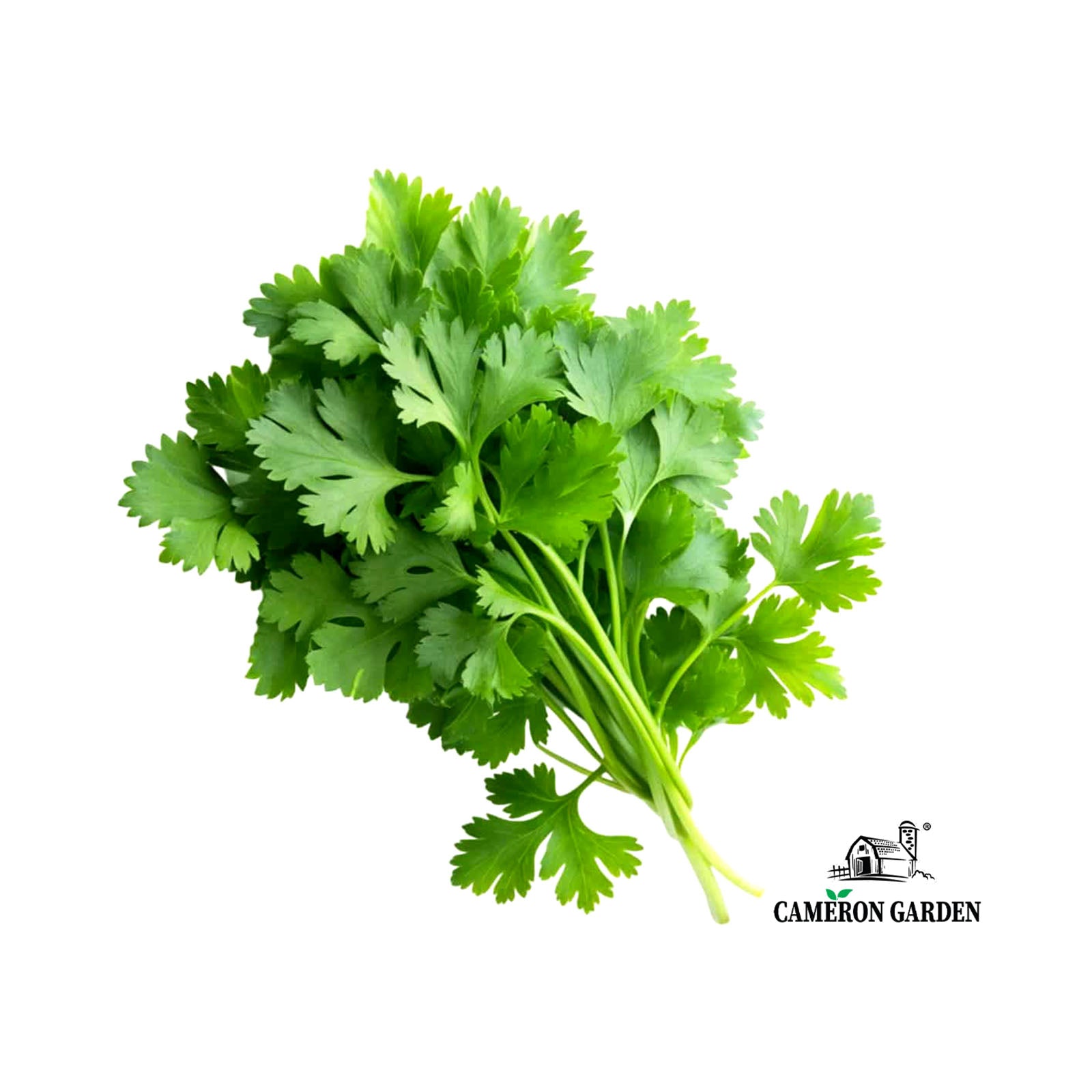 Cameron Garden Chervil Leaves 10g