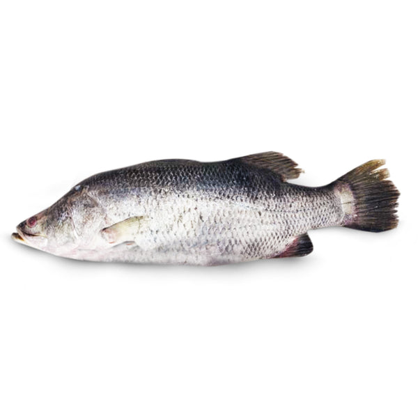 Barramundi/Siakap Whole 600g