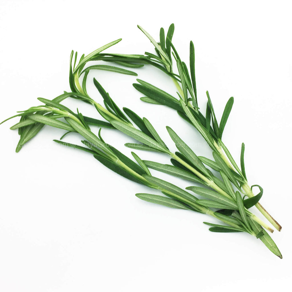 Cameron Garden Rosemary (Malaysia) 10g