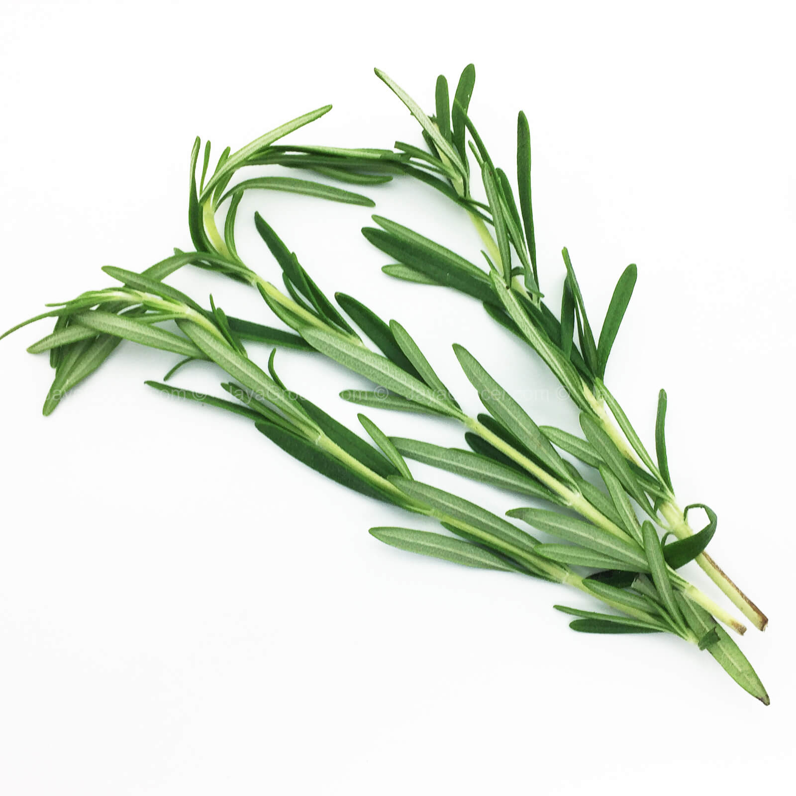 Cameron Garden Rosemary (Malaysia) 10g